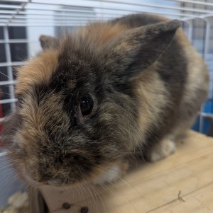Photo BUNNY 3