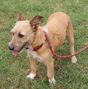 Photo GINGER 3