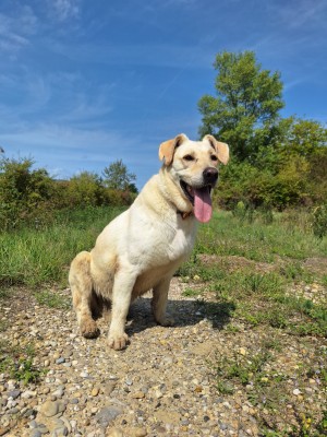 chien NESTY