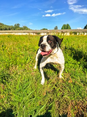 photo du chien chat à l adoption au refuge  Refuge SPA Montélimar  à montelimar departement drome proche de Valence de racechien Tyson nb