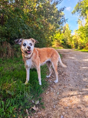 photo du chien chat à l adoption au refuge  Refuge SPA Montélimar  à montelimar departement drome proche de Valence de racechien Roxane