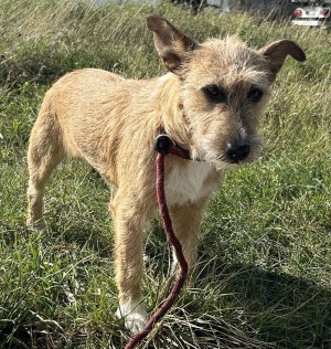 Photo chien GINGER