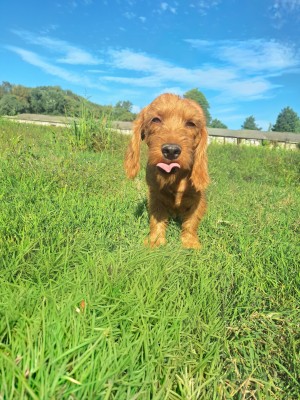 photo du chien chat à l adoption au refuge  Refuge SPA Montélimar  à montelimar departement drome proche de Valence de racechien Suzette