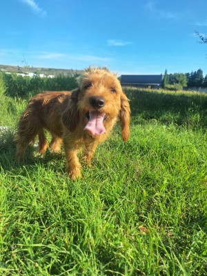 photo du chien chat à l adoption au refuge  Refuge SPA Montélimar  à montelimar departement drome proche de Valence de racechien Suzy
