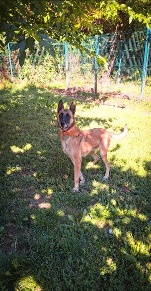 chien FALKO