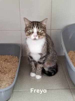 photo du chien chat à l adoption au refuge  Refuge SPA Montélimar  à montelimar departement drome proche de Valence de racechat FREYA