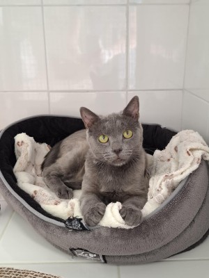 photo du chien chat à l adoption au refuge  Refuge SPA Montélimar  à montelimar departement drome proche de Valence de racechat HUSTER