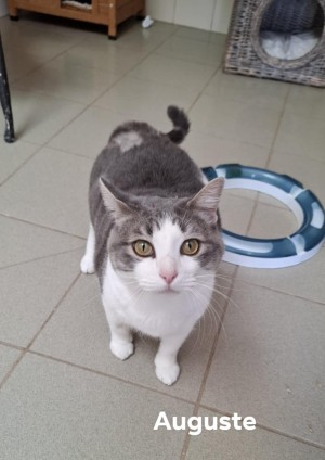 photo du chien chat à l adoption au refuge  Refuge SPA Montélimar  à montelimar departement drome proche de Valence de racechat AUGUSTE