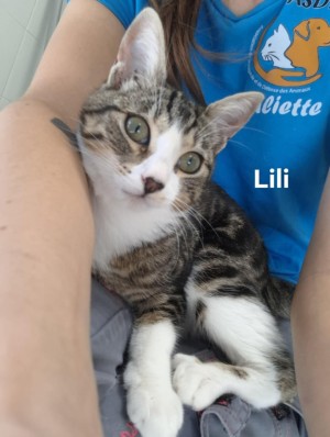 photo du chien chat à l adoption au refuge  Refuge SPA Montélimar  à montelimar departement drome proche de Valence de racechat LILI