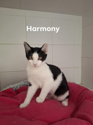 photo du chien chat à l adoption au refuge  Refuge SPA Montélimar  à montelimar departement drome proche de Valence de racechat HARMONY
