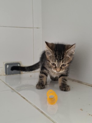 photo du chien chat à l adoption au refuge  Refuge SPA Montélimar  à montelimar departement drome proche de Valence de racechat JERRY