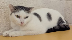Photo chat PERLE
