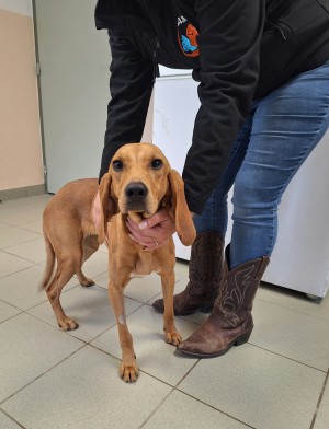 photo du chien chat à l adoption au refuge  Refuge SPA Montélimar  à montelimar departement drome proche de Valence de racechien Dixie