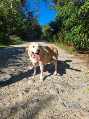 photo du chien chat à l adoption au refuge  Refuge SPA Montélimar  à montelimar departement drome proche de Valence de racechien IZZY