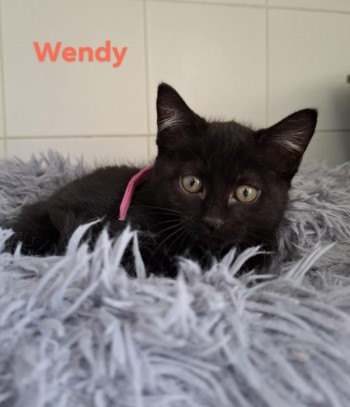photo du chien chat à l adoption au refuge  Refuge SPA Montélimar  à montelimar departement drome proche de Valence de racechat WENDY