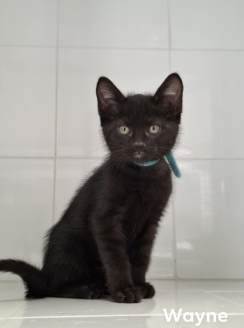photo du chien chat à l adoption au refuge  Refuge SPA Montélimar  à montelimar departement drome proche de Valence de racechat WAYNE