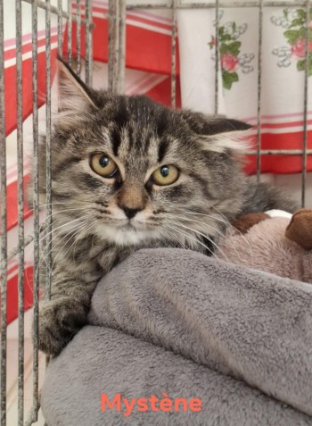 photo du chien chat à l adoption au refuge  Refuge SPA Montélimar  à montelimar departement drome proche de Valence de racechat MYSTENE