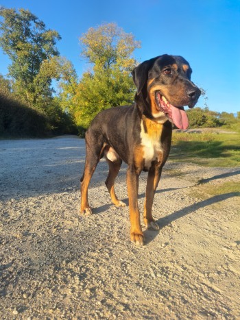 chien Max