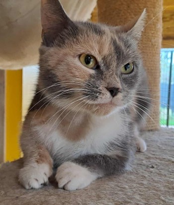 Photo chat LOLA