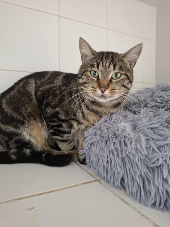 photo du chien chat à l adoption au refuge  Refuge SPA Montélimar  à montelimar departement drome proche de Valence de racechat BILLIE