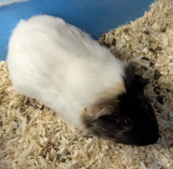 Photo nacs SESAME