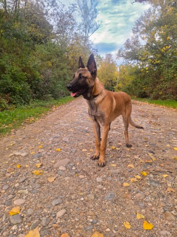 photo du chien chat à l adoption au refuge  Refuge SPA Montélimar  à montelimar departement drome proche de Valence de racechien Arkan