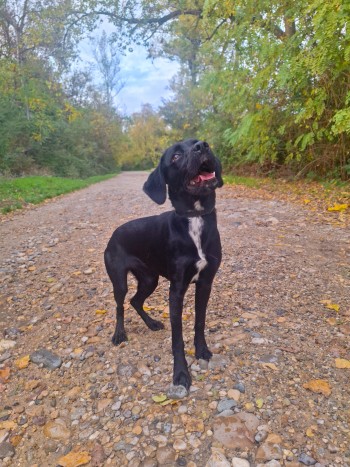 photo du chien chat à l adoption au refuge  Refuge SPA Montélimar  à montelimar departement drome proche de Valence de racechien Oréa
