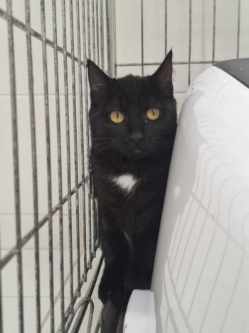 photo du chien chat à l adoption au refuge  Refuge SPA Montélimar  à montelimar departement drome proche de Valence de racechat VAGABONDE