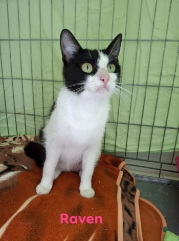 photo du chien chat à l adoption au refuge  Refuge SPA Montélimar  à montelimar departement drome proche de Valence de racechat RAVEN