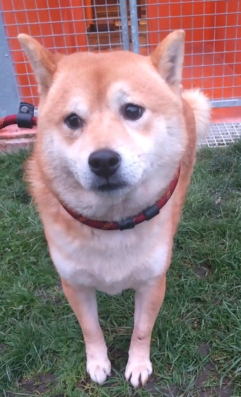 Photo chien SHINJI