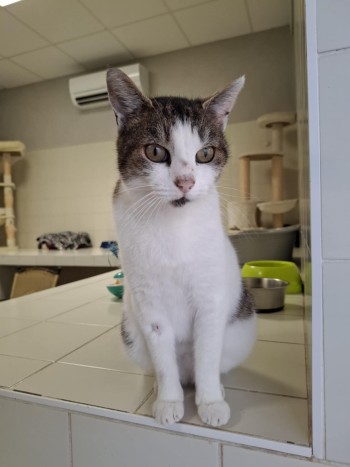 photo du chien chat à l adoption au refuge  Refuge SPA Montélimar  à montelimar departement drome proche de Valence de racechat ASTRO