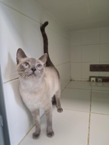 photo du chien chat à l adoption au refuge  Refuge SPA Montélimar  à montelimar departement drome proche de Valence de racechat PETRA