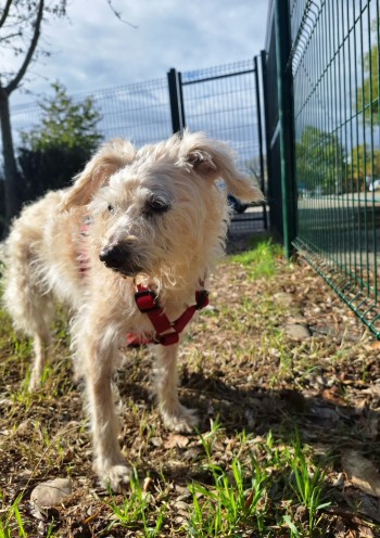 photo du chien chat à l adoption au refuge  Refuge SPA Montélimar  à montelimar departement drome proche de Valence de racechien Viok