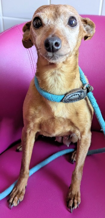 Photo chien PUPUCE