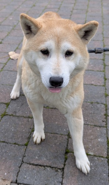 Photo SAKE 3