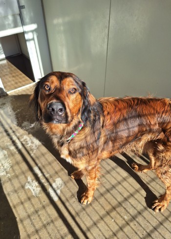 photo du chien chat à l adoption au refuge  Refuge SPA Montélimar  à montelimar departement drome proche de Valence de racechien Gordon