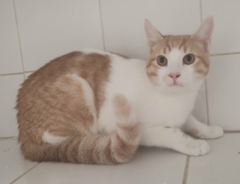 photo du chien chat à l adoption au refuge  Refuge SPA Montélimar  à montelimar departement drome proche de Valence de racechat OLAF