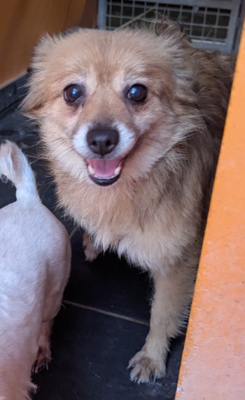 Photo chien PAF