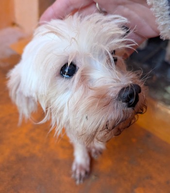 Photo chien NANA