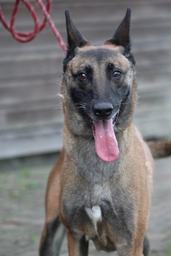 Photo chien ORKA