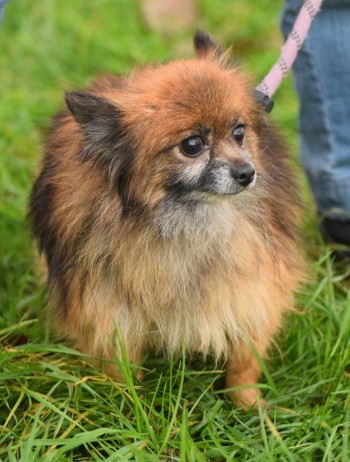 Photo chien PAM