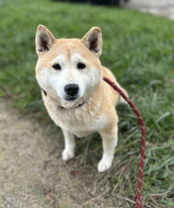 Photo chien SAKE