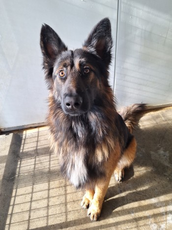 photo du chien chat à l adoption au refuge  Refuge SPA Montélimar  à montelimar departement drome proche de Valence de racechien Rio