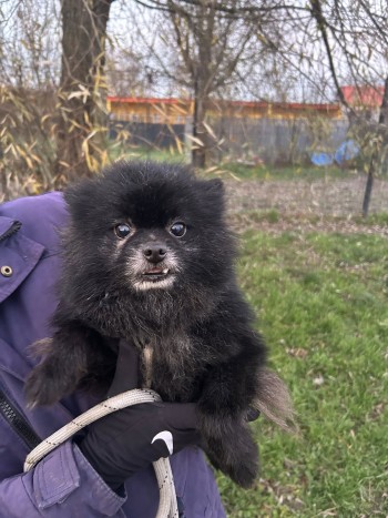 Photo chien PEPCA