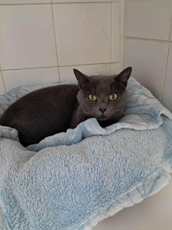 photo du chien chat à l adoption au refuge  Refuge SPA Montélimar  à montelimar departement drome proche de Valence de racechat CODY