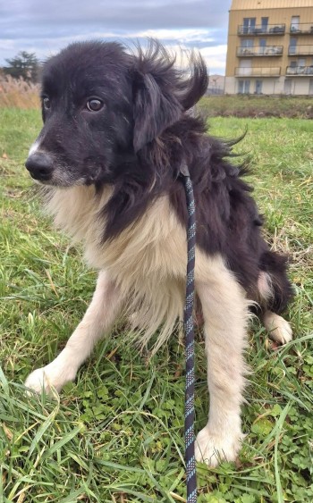 Photo chien VIGO