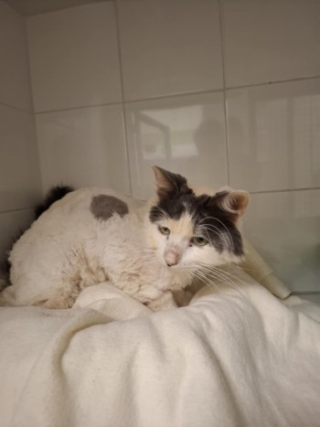 photo du chien chat à l adoption au refuge  Refuge SPA Montélimar  à montelimar departement drome proche de Valence de racechat KAPSULE