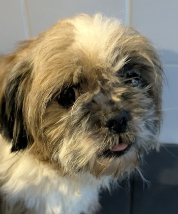 Photo chien SUZETTE