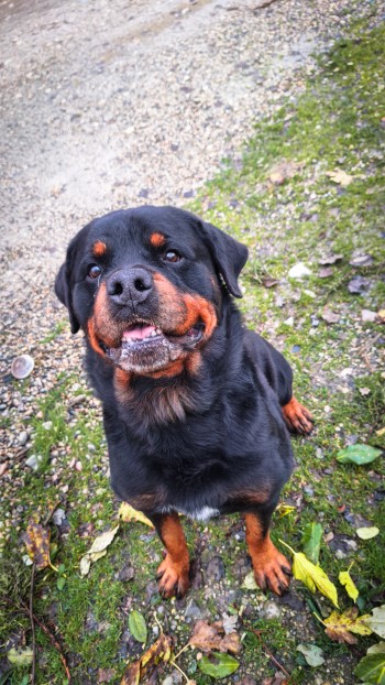 chien Tyron Rott