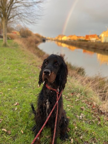 Photo chien VALCO
